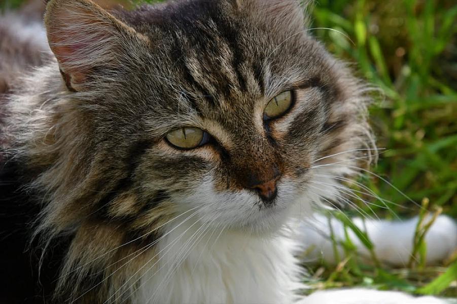 Kattenpraat