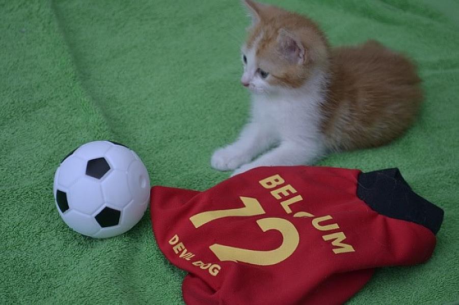 Kattenpraat