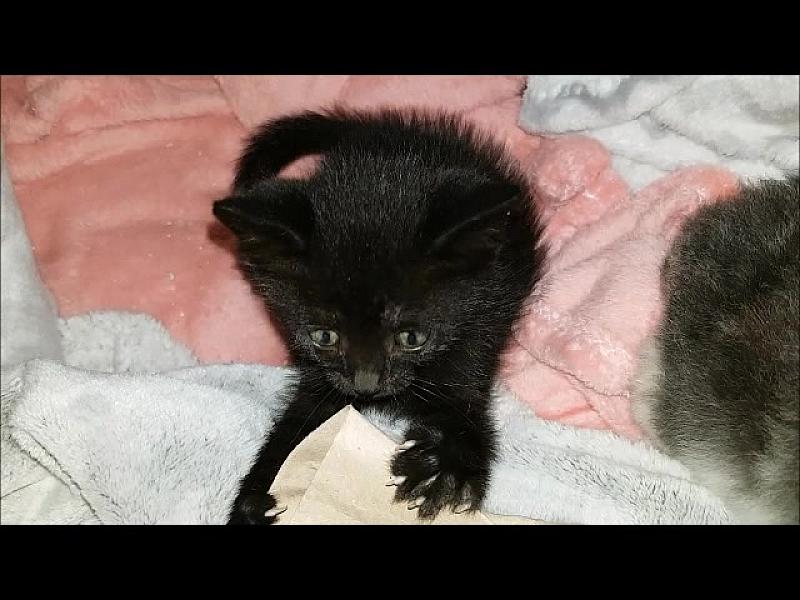 Kattenpraat