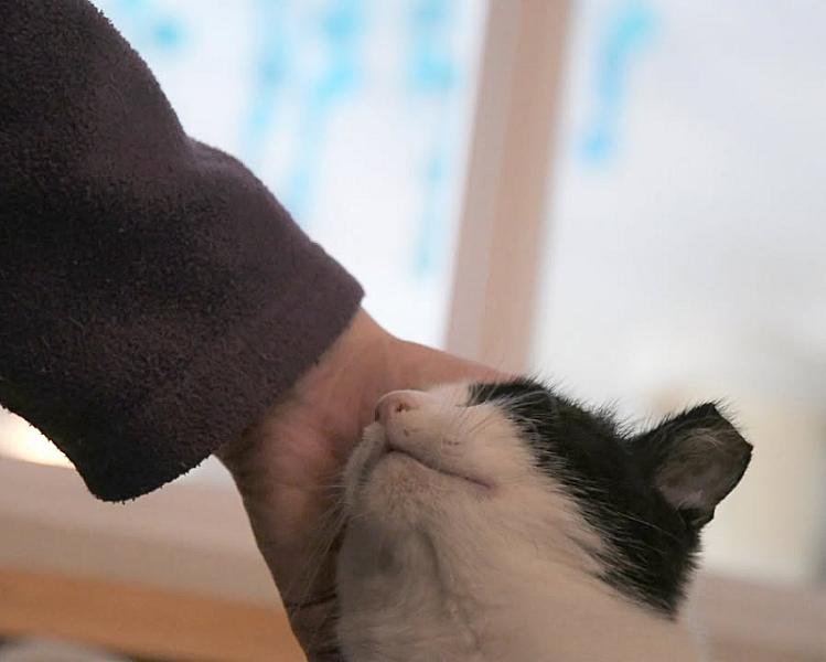 Kattenpraat