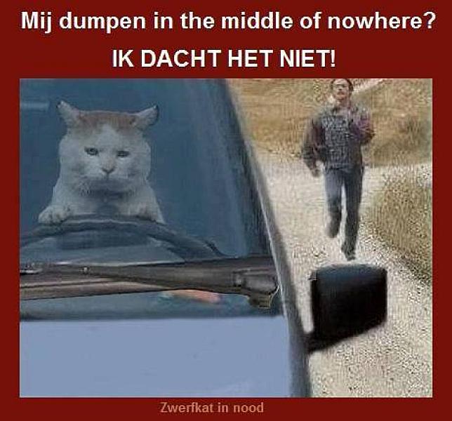 Kattenpraat