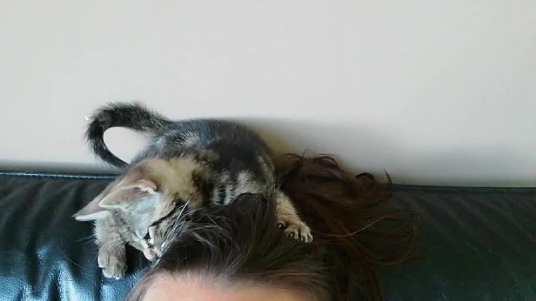 Kattenpraat