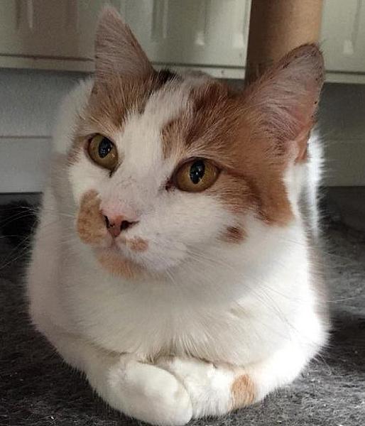 Kattenpraat