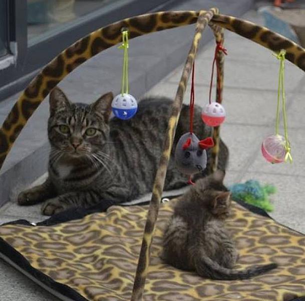 Kattenpraat