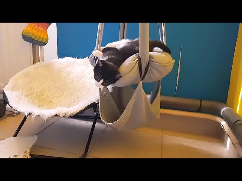 Kattenpraat