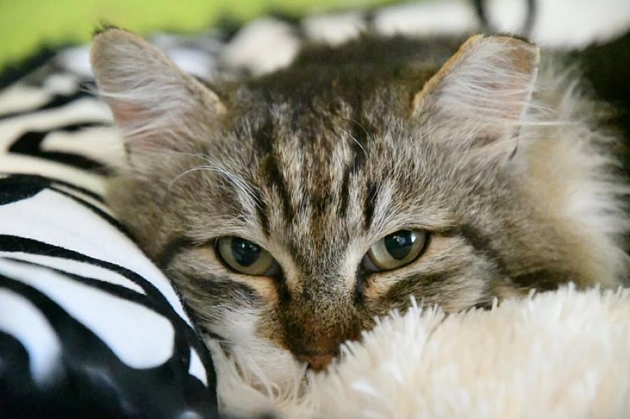 Kattenpraat