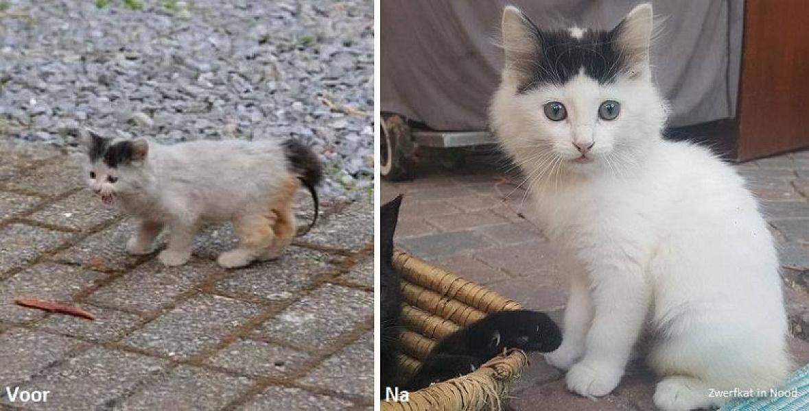 Kattenpraat