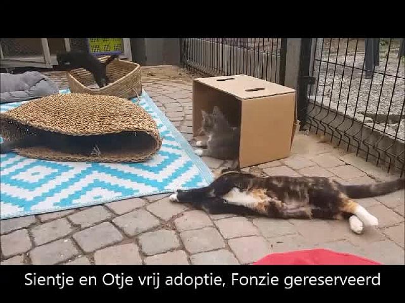 Kattenpraat