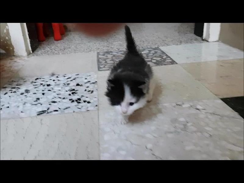 Kattenpraat