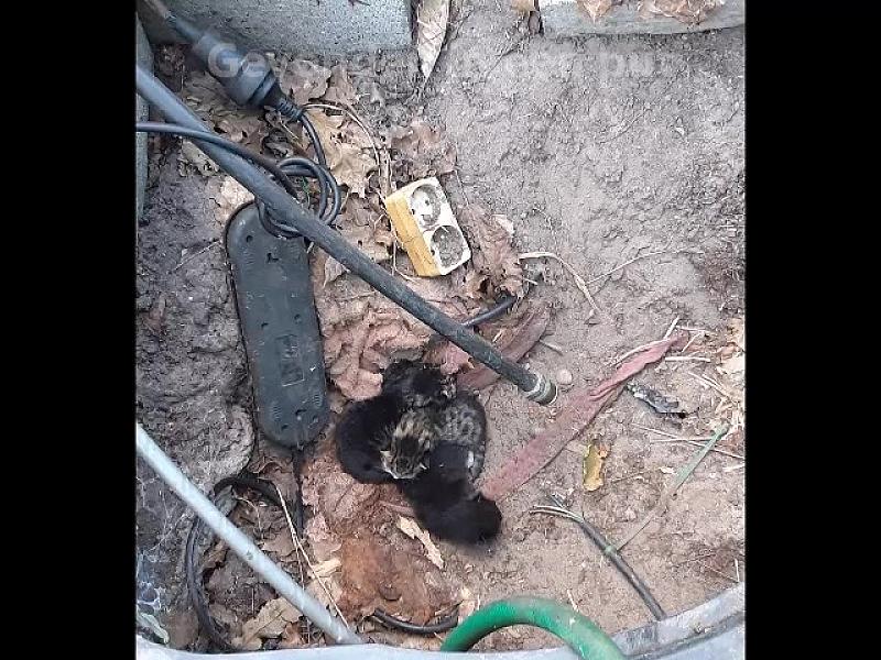 Kattenpraat