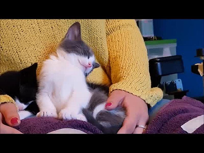 Kattenpraat