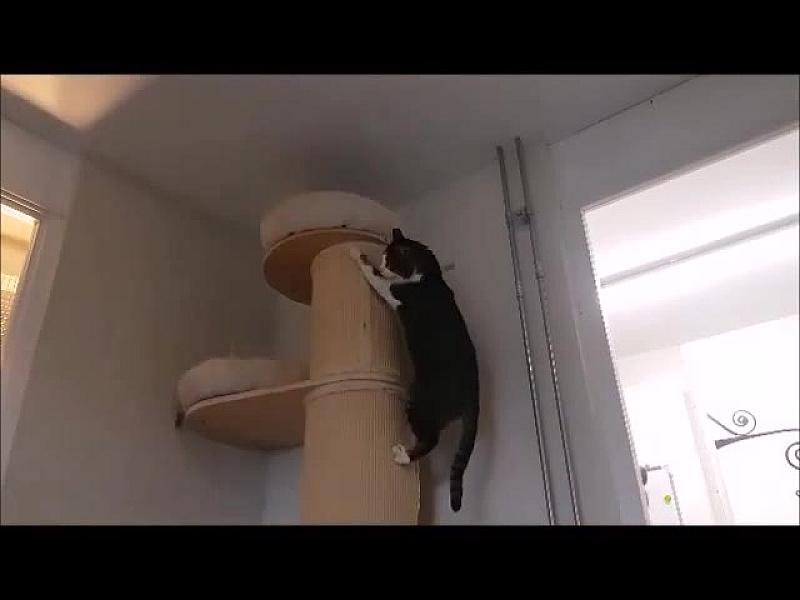 Kattenpraat
