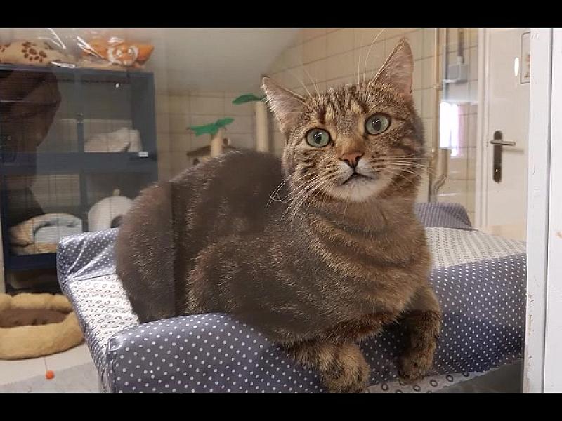 Kattenpraat
