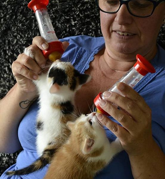 Kattenpraat