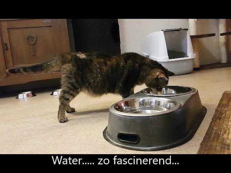 Kattenpraat