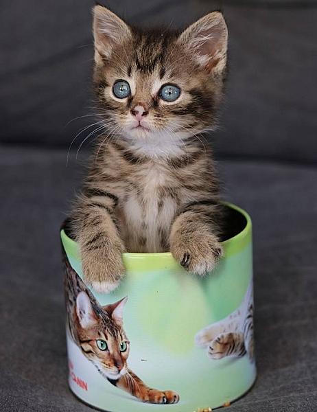 Kattenpraat