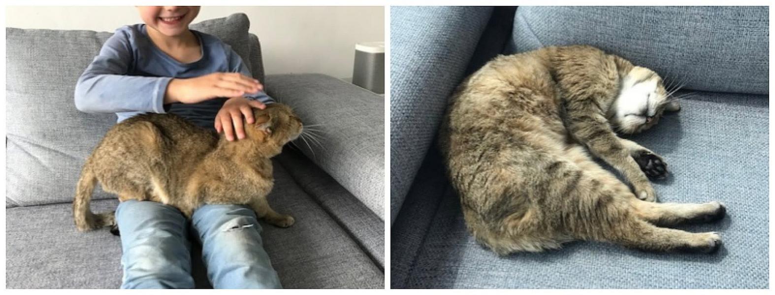 Kattenpraat