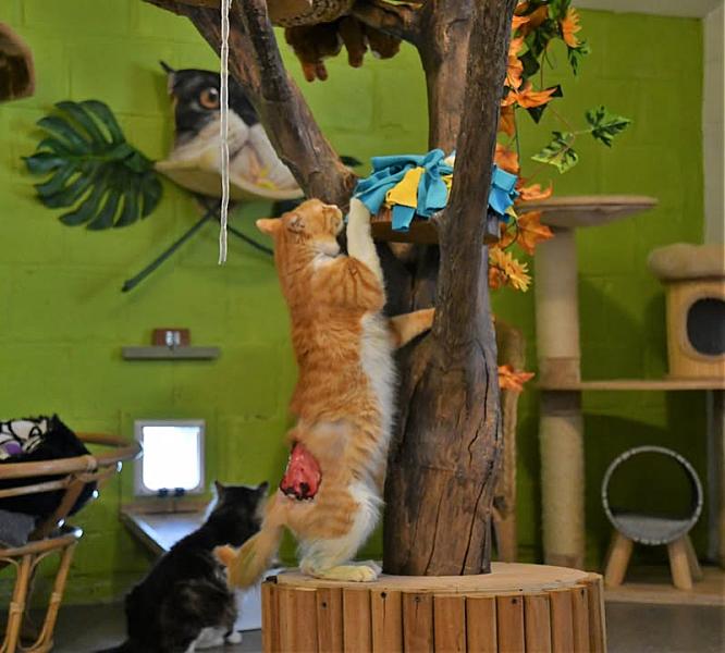 Kattenpraat