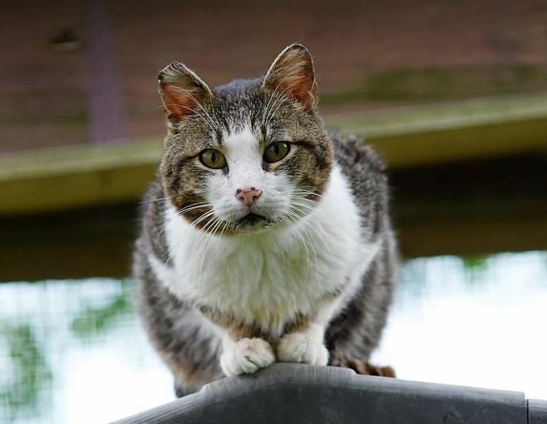 Kattenpraat