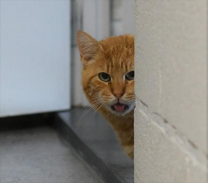 Kattenpraat