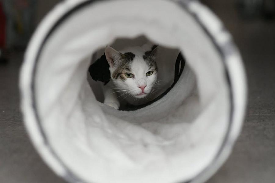 Kattenpraat