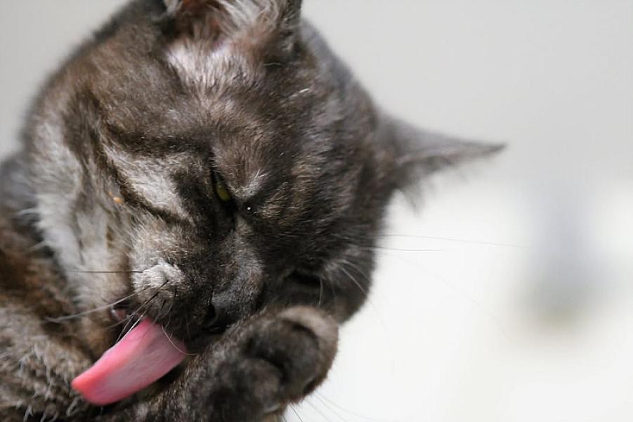Kattenpraat