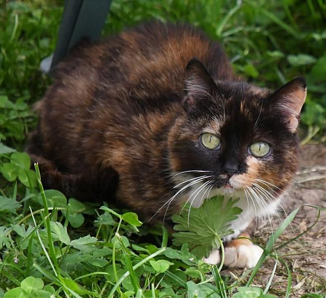 Kattenpraat