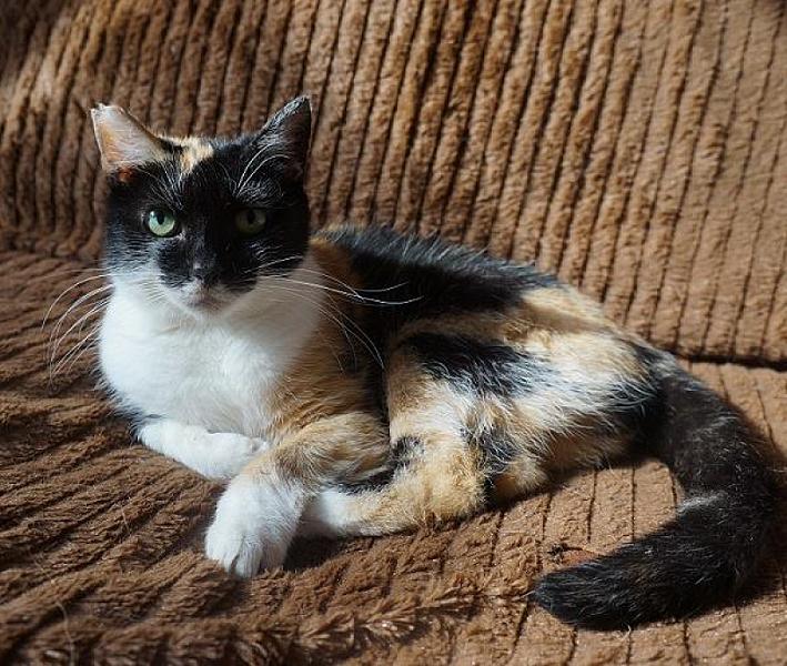 Kattenpraat