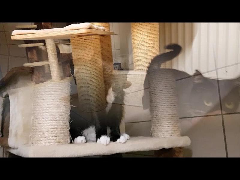 Kattenpraat