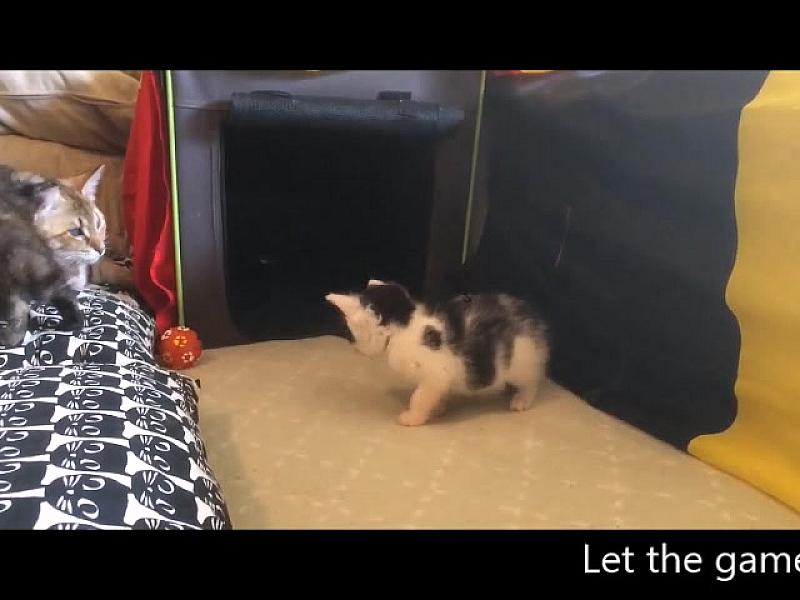 Kattenpraat