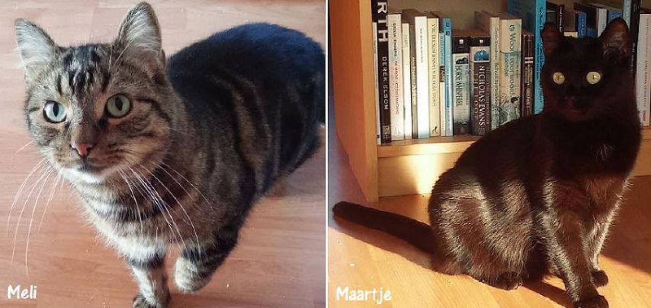 Kattenpraat