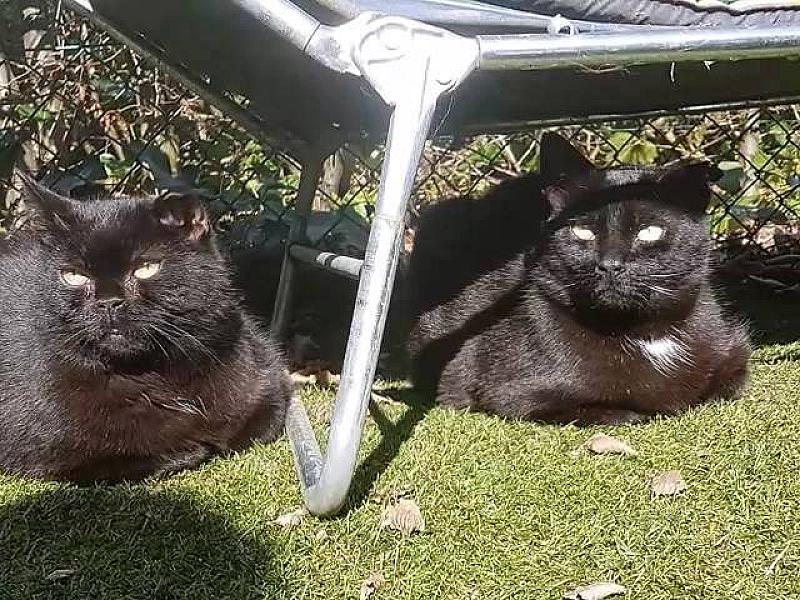 Kattenpraat
