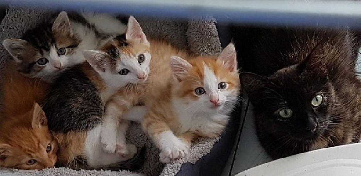 Kattenpraat