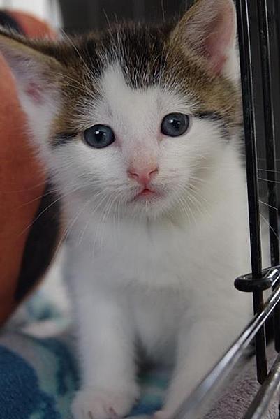 Kattenpraat