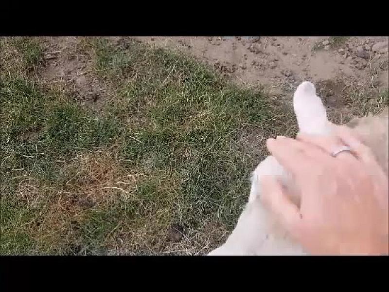 Kattenpraat