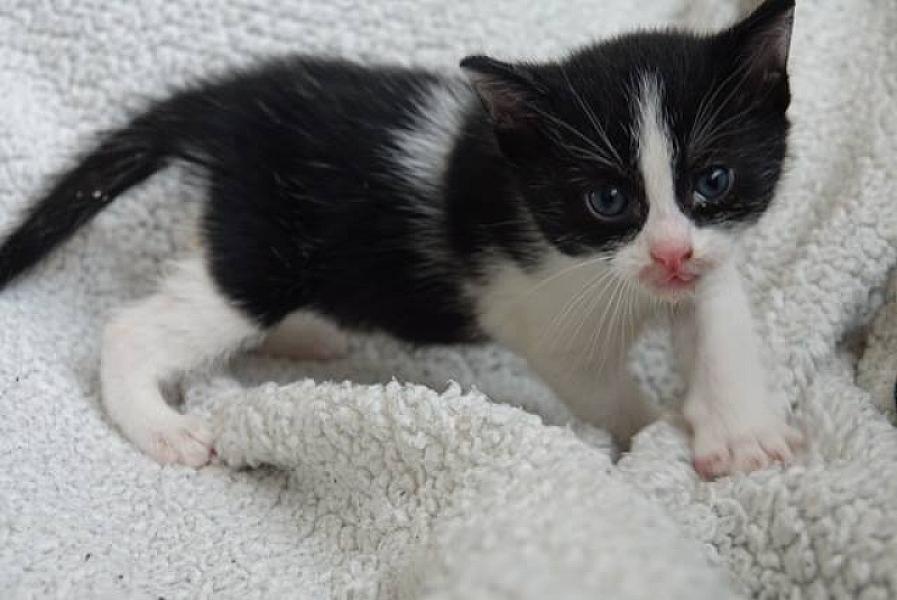 Kattenpraat