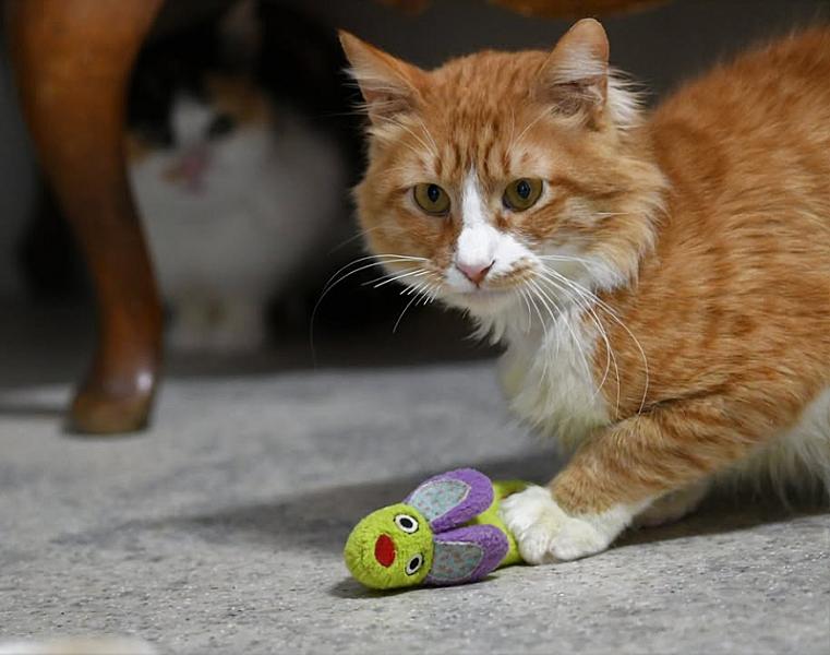 Kattenpraat