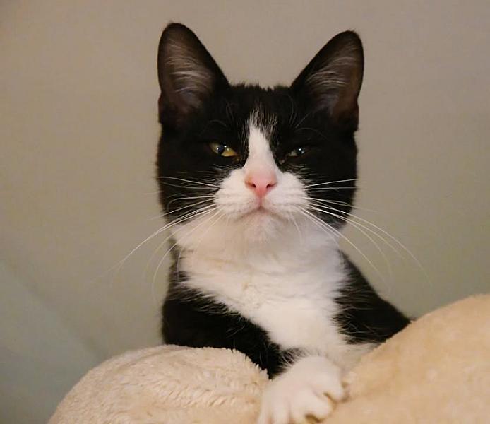 Kattenpraat
