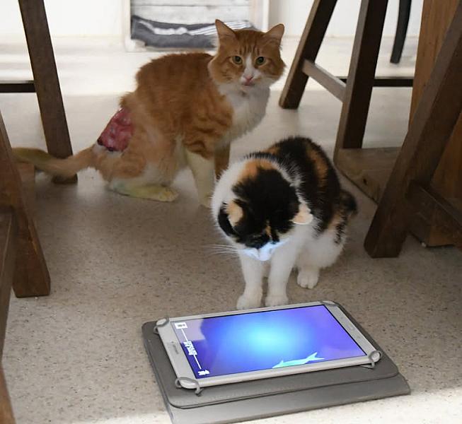 Kattenpraat