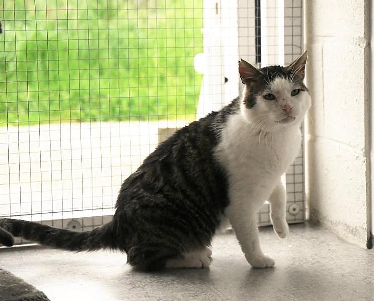 Kattenpraat