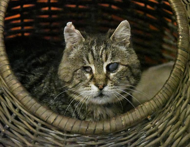 Kattenpraat