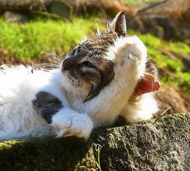 Kattenpraat