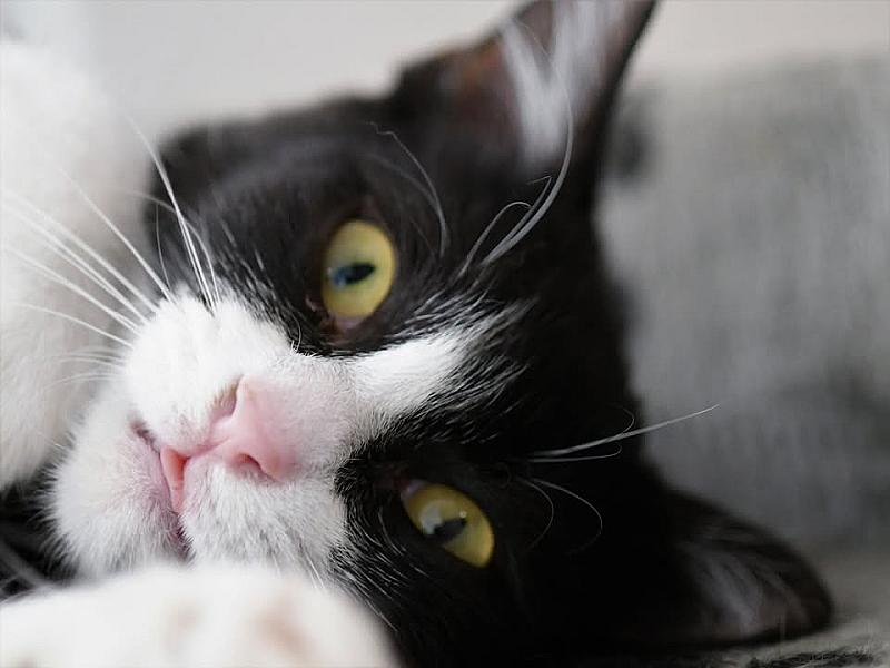 Kattenpraat