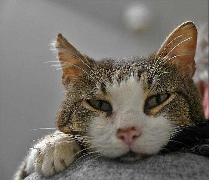 Kattenpraat