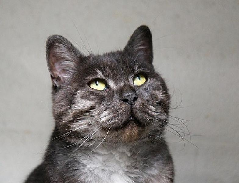 Kattenpraat