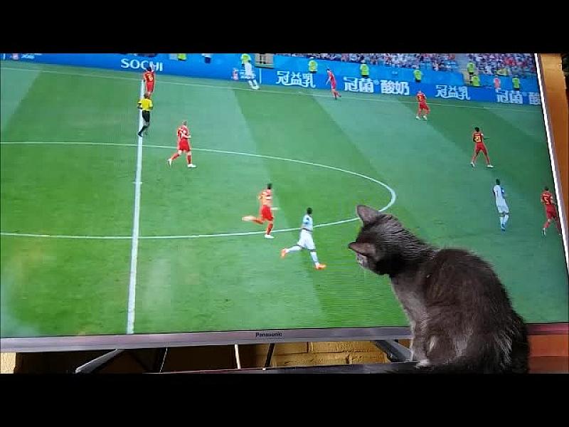 Kattenpraat