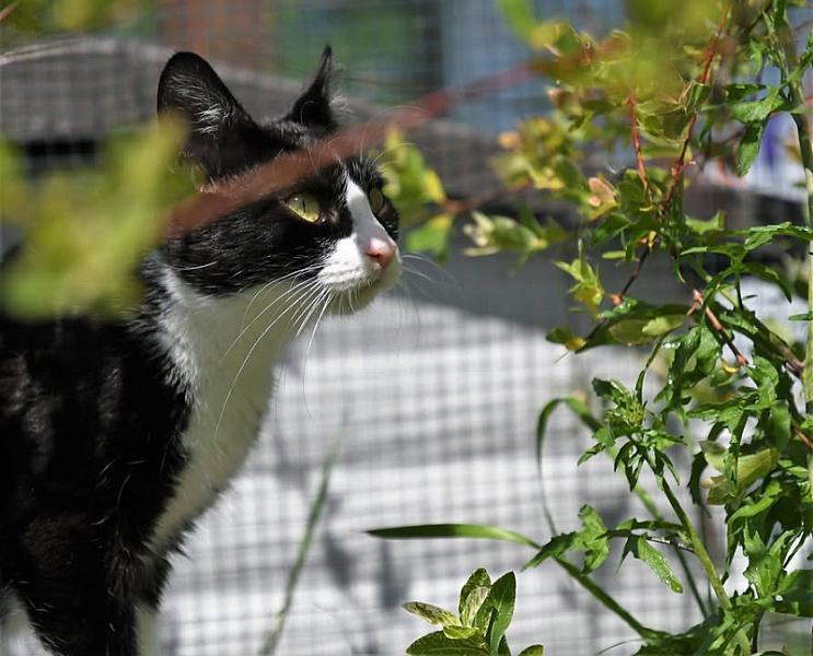 Kattenpraat