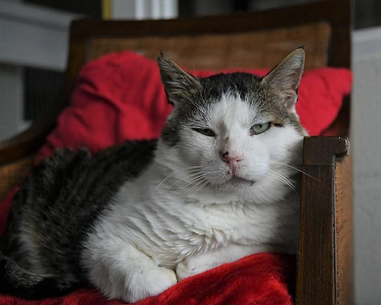 Kattenpraat