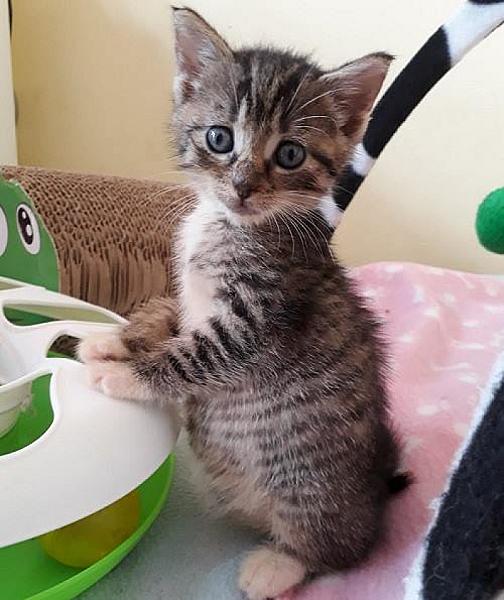 Kattenpraat