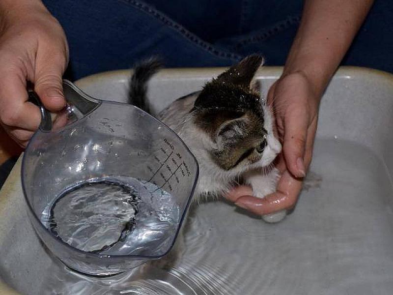 Kattenpraat